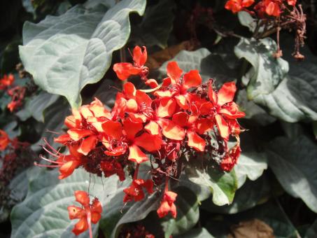 Free Stock Photo of Red Flowers