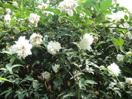 Free Stock Photo of White Flowers