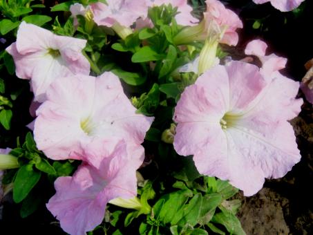 Free Stock Photo of Flowers