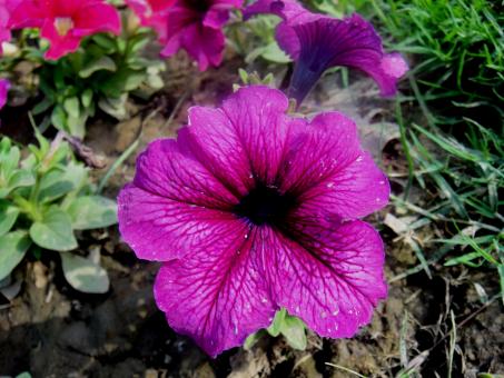 Free Stock Photo of Flowers
