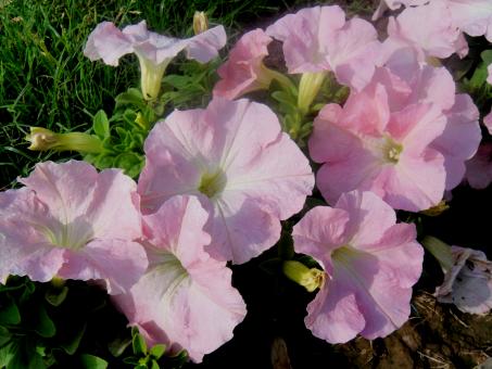 Free Stock Photo of Flowers