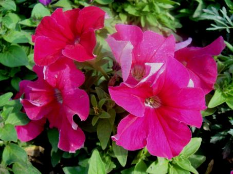 Free Stock Photo of Flowers