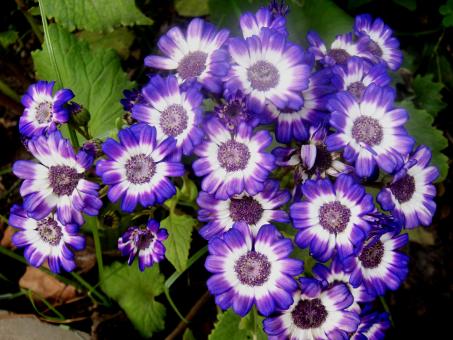 Free Stock Photo of Flowers