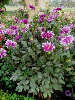 Free Stock Photo of Flowers