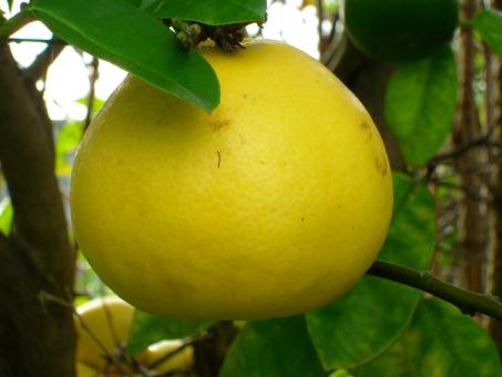 Free Stock Photo of Grapefruit