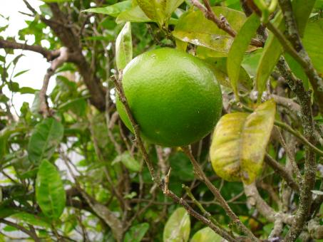 Free Stock Photo of Grapefruit