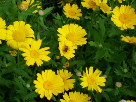 Free Stock Photo of Bee on yellow flowers