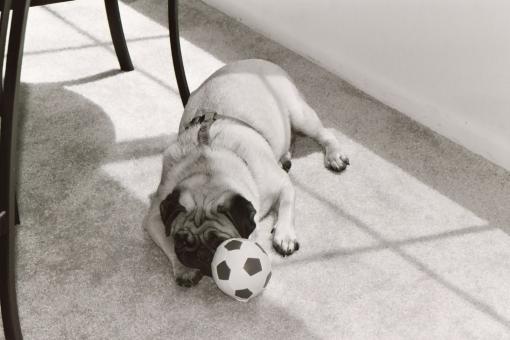 Free Stock Photo of Chubs at home 