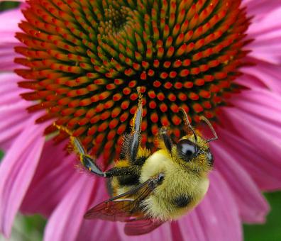 Free Stock Photo of Echinacea Bee