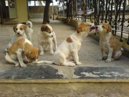 Free Stock Photo of Cute puppies
