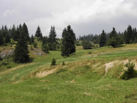 Free Stock Photo of Spruce forest in Rhodopi