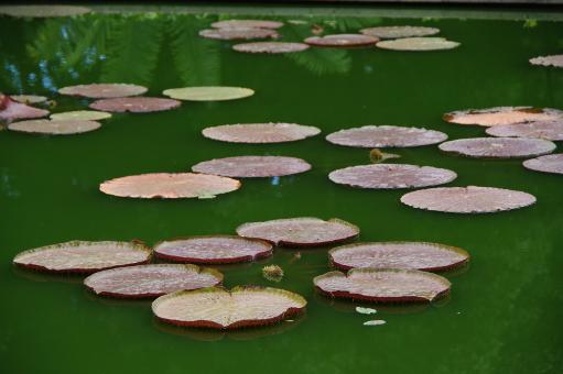 Free Stock Photo of Lotus pond