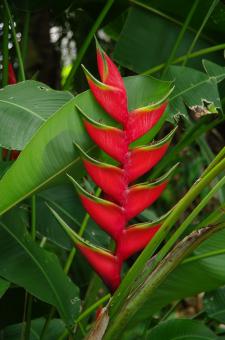 Free Stock Photo of Heliconia bihai