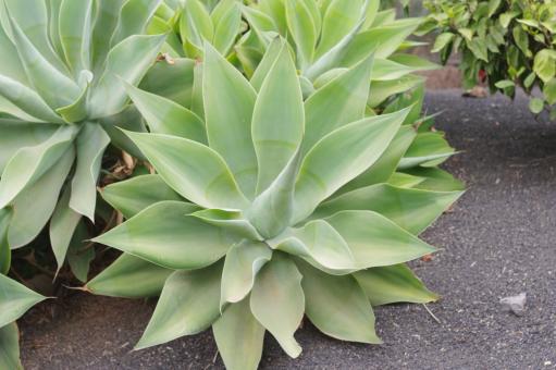 Free Stock Photo of Agave attenuata