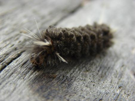 Free Stock Photo of Hairy Caterpillar