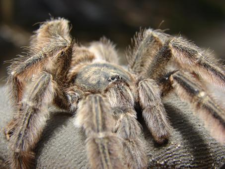 Free Stock Photo of Tarantula