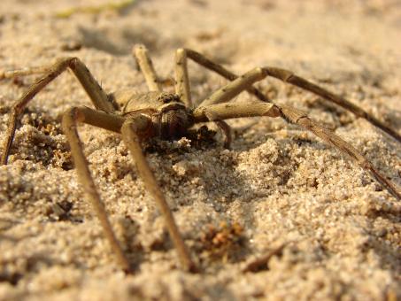 Free Stock Photo of Spider