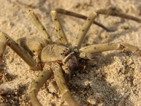 Free Stock Photo of Spider