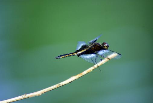 Free Stock Photo of Dragon Fly on Green Background