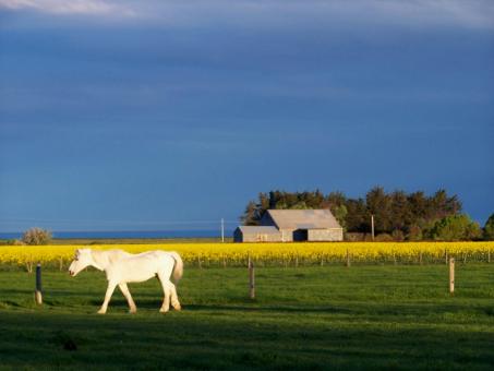 Free Stock Photo of White Horse and Old Tin shed