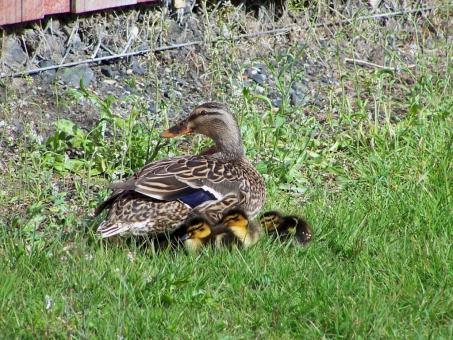 Free Stock Photo of Mallard mother
