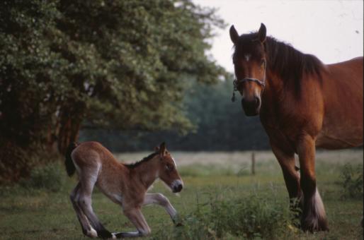 Free Stock Photo of Horses