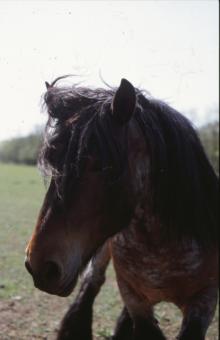 Free Stock Photo of Horses
