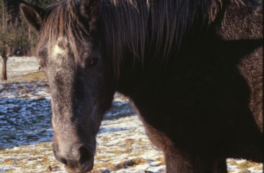 Free Stock Photo of Horse