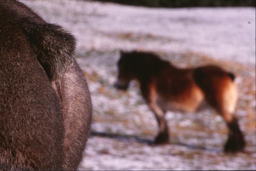 Free Stock Photo of Horses