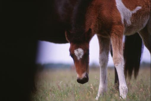 Free Stock Photo of Horses