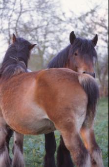 Free Stock Photo of Horses