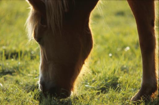 Free Stock Photo of Horse
