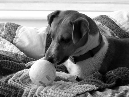 Free Stock Photo of Jack Russell