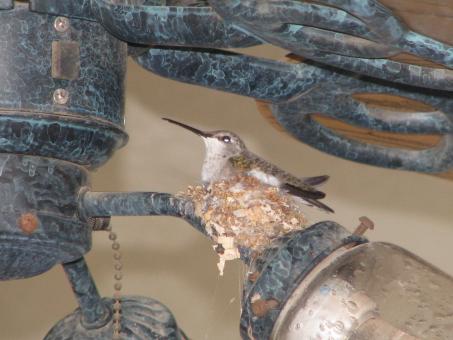 Free Stock Photo of Hummingbird