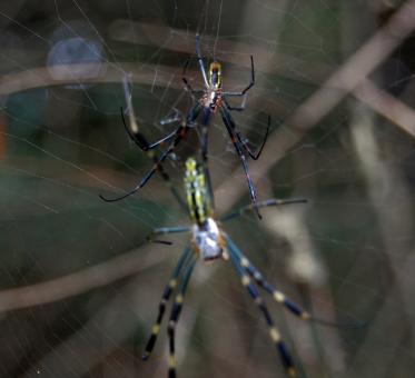 Free Stock Photo of Spiders