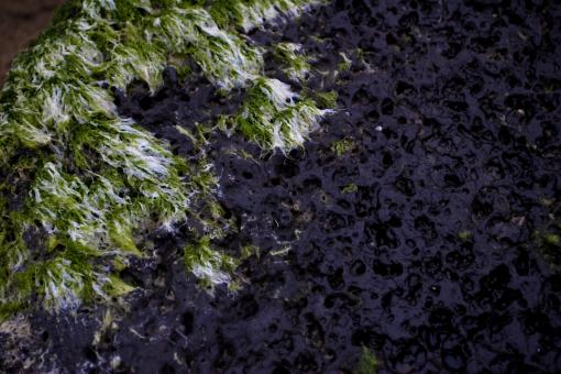Free Stock Photo of Seeweed on Rock Texture