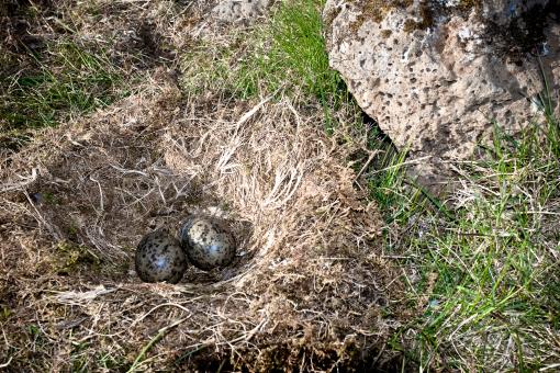 Free Stock Photo of Nest with eggs