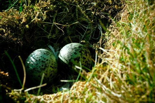 Free Stock Photo of Nest with eggs