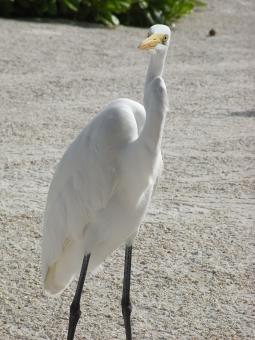 Free Stock Photo of Egret