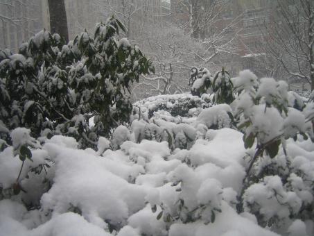 Free Stock Photo of Gramecy Park in the winter