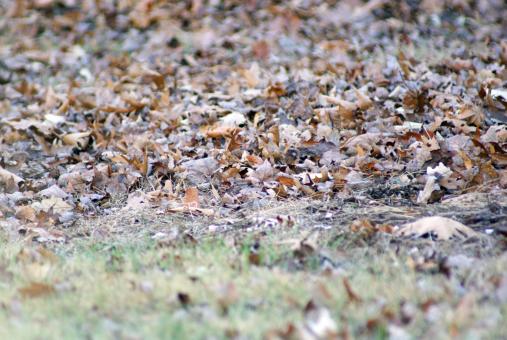 Free Stock Photo of Fallen Leaves