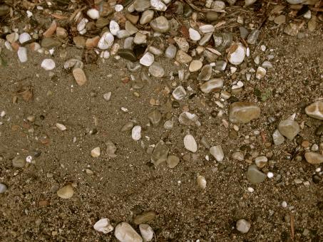Free Stock Photo of Shell Beach Texture