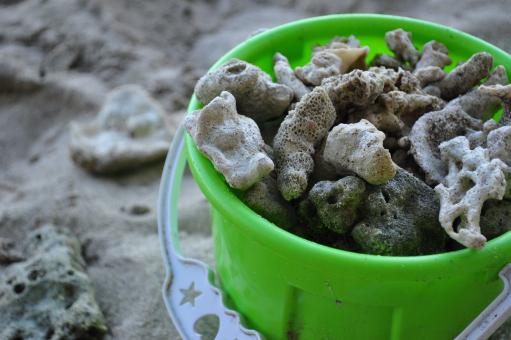 Free Stock Photo of Corals in a toy pail