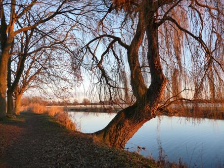 Free Stock Photo of Willow 