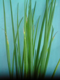 Free Stock Photo of Green Scallions