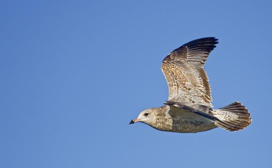 Free Stock Photo of Flying Gull