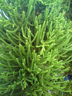Free Stock Photo of Fir tree