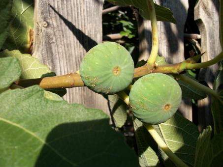 Free Stock Photo of Figs