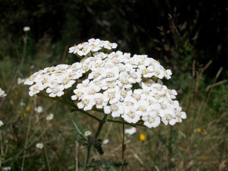 Free Stock Photo of Yarrow Herb