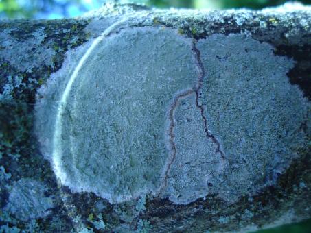 Free Stock Photo of Fungus